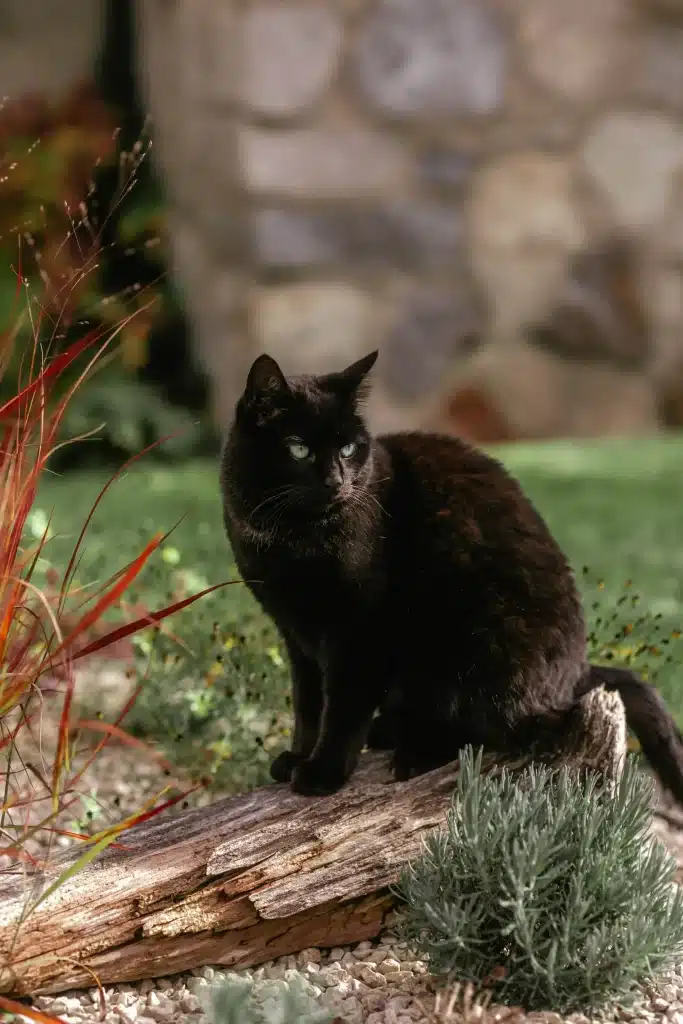 Schwarzer Kater sitzt auf einem naturbelassenem Baumstamm im Beet und lässt sich die Sonne auf den Pelz scheinen.