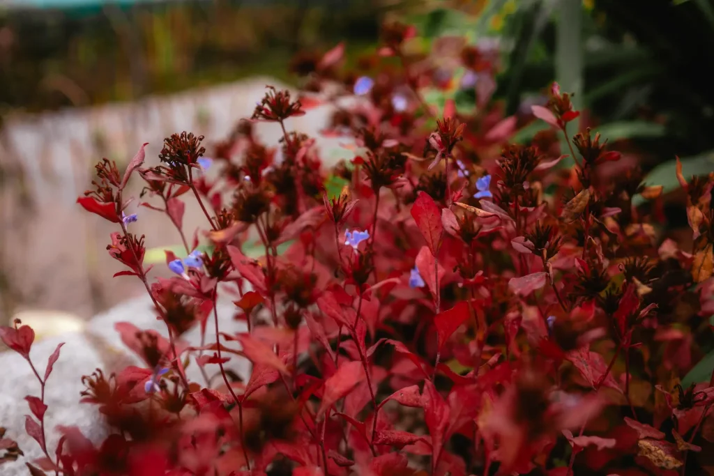 Nahaufnahme der tiefroten Blätter der Ceratostigma plumbaginoides – Chinesische Bleiwurz durchzogen von ihren lila Blüten.