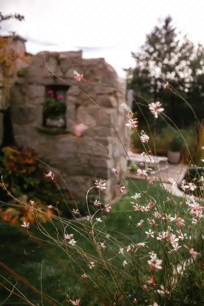 Stimmige Gartenszene mit zarten Prachtkerzen im Vordergrund. Dahinter eine natürliche Steinmauer umrahmt von herbstlichen Beetpflanzen.