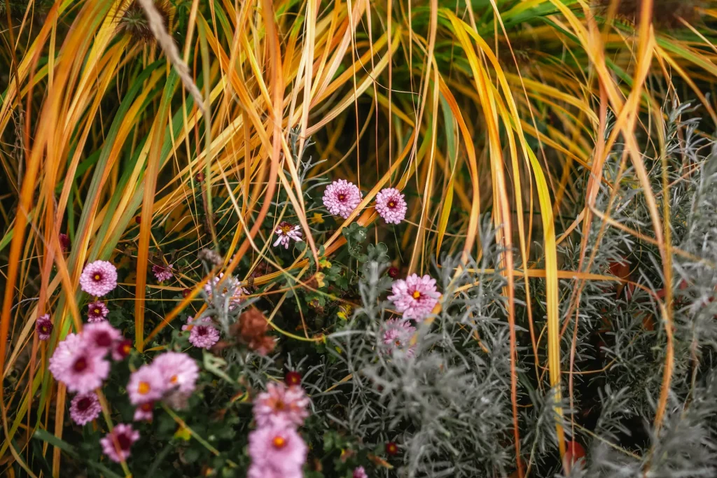 Nahaufnahme Pennisetum alopecuroides 'Hameln' – Kleines Lampenputzergras kombiniert mit Helichrysum italicum – Currykraut und Chrysanthemum – Herbst-Chrysantheme.