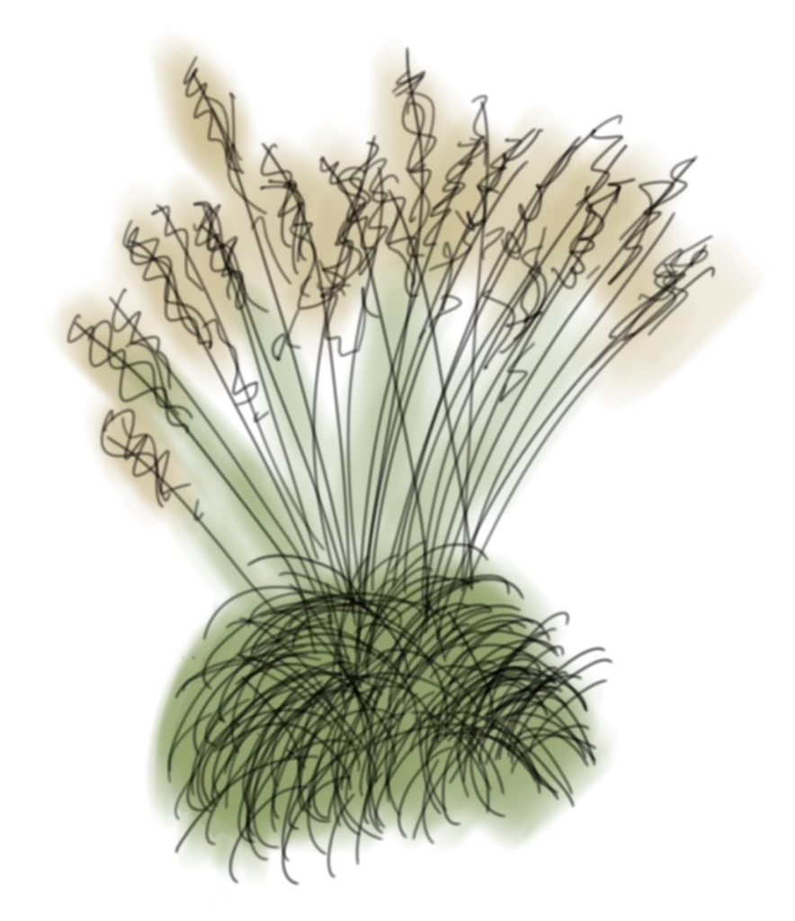 Handgezeichnete Illustration einer Gräsergruppe in Farbe und 3-D-Ansicht