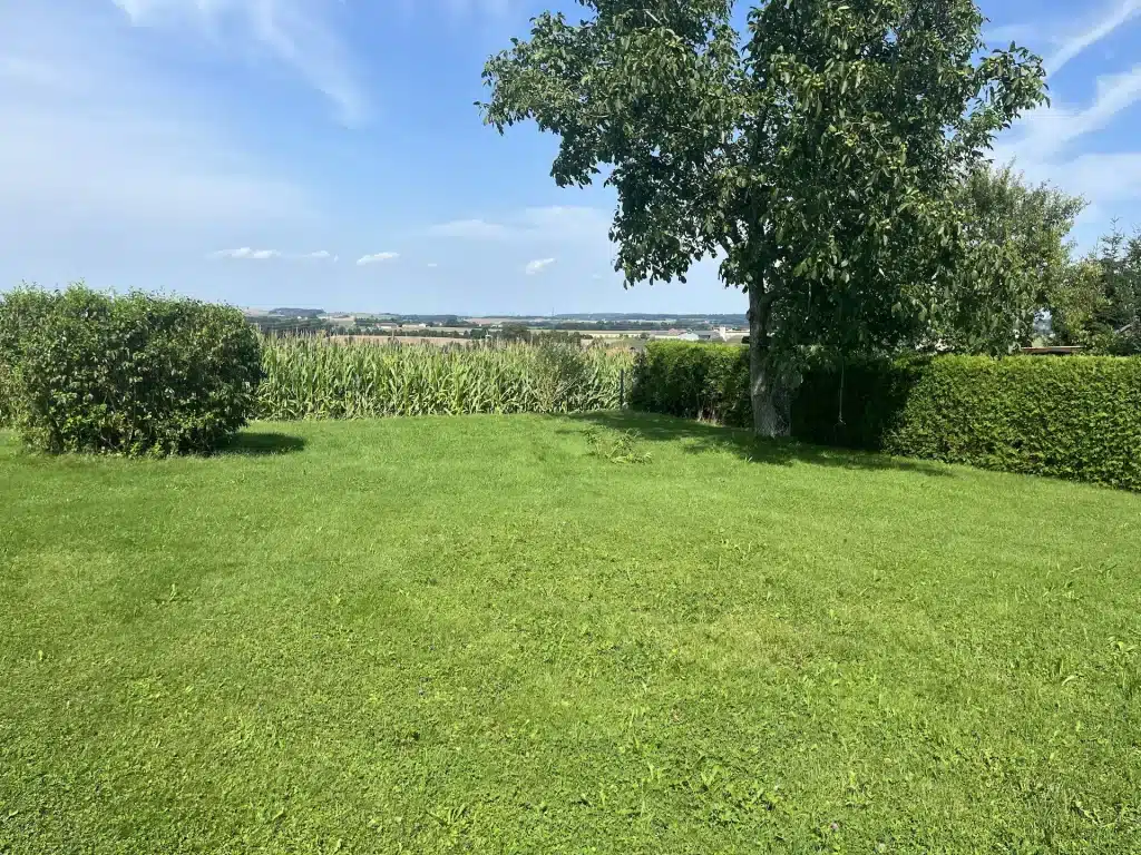 Vorher-Ansicht des Gartenprojekts Klingersberger. Eine eintönige Wiese mit Blick auf einen großen Baum, Strauch und ein Maisfeld.